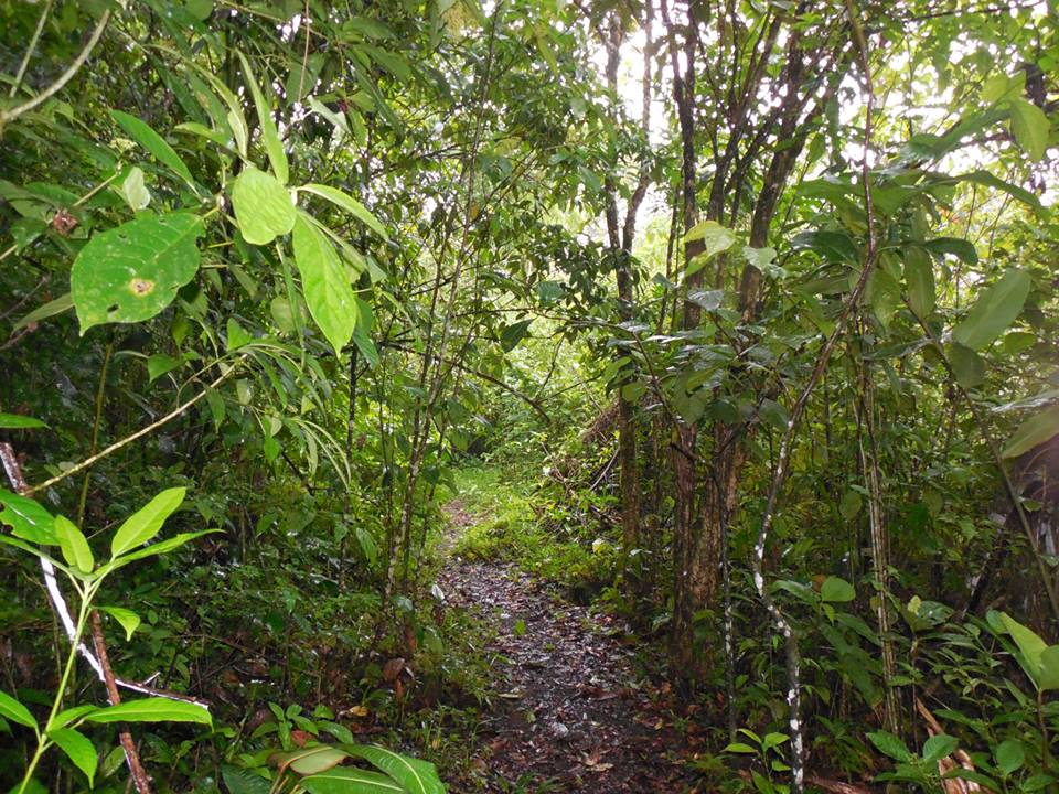 La selva en Guanacaste, Costa Rica ( Rainforest in Costa Rica) Green